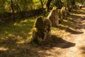Alignment of menhirs in the forest at Carnac southern Brittany gulf Morbihan neolithic site France Royalty Free Stock Photo