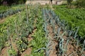 Alignment of rows of different vegetables in a vegetable garden