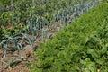 Alignment of rows of different vegetables in a vegetable garden