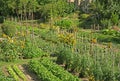 Alignment of rows of different vegetables in a vegetable garden