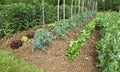 Alignment of rows of different vegetables in a vegetable garden