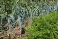 Alignment of rows of different vegetables in a vegetable garden