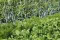 Alignment of rows of different vegetables in a vegetable garden