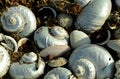 Alikreukels or giant periwinkles are sea snails with a low spiraled shell