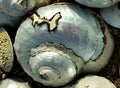 Alikreukels or giant periwinkles are sea snails with a low spiraled shell