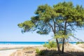 Alimini Grande, Apulia - A fir tree at the beach of Alimini Gran Royalty Free Stock Photo