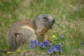 Alipine marmot with summer flowers Royalty Free Stock Photo