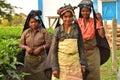 A close up portrait of three poor women tea pluckers who just finished their work. they looks at the camera and smile