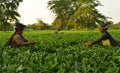 Women pick up tea leafs by hand at tea garden in Darjeeling, one of the best quality tea in the world, India Royalty Free Stock Photo