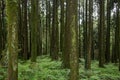 Alishan, Chiayi City, Taiwan primeval forest