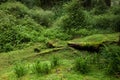 Alishan, Chiayi City, Taiwan primeval forest