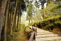 Alishan forest amusement park Royalty Free Stock Photo