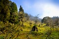 Alishan forest amusement park Royalty Free Stock Photo