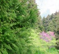 Alishan forest amusement park Royalty Free Stock Photo