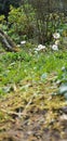 Alishan Mountain - White Flowers, Moss, and Grass Royalty Free Stock Photo