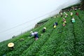 Alishan tea fields