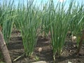 Alium fistulosum or Welsh onion cultivation in field