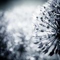 alium flower with dandelion flower structure wit water drops. Black and white photo.