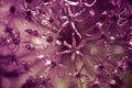 alium flower with dandelion flower structure wit water drops. ma Royalty Free Stock Photo