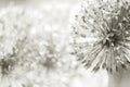 alium flower with dandelion flower structure wit water drops. ma Royalty Free Stock Photo