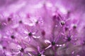 alium flower with dandelion flower structure wit water drops. macro. soft focus. shallow depth of field Royalty Free Stock Photo
