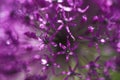 Alium flower with dandelion flower structure wit water drops. macro. soft focus. shallow depth of field Royalty Free Stock Photo