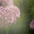 Alium flower with dandelion flower structure wit water drops. macro. soft focus. shallow depth of field Royalty Free Stock Photo