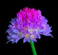 Alium flower grows on a black background, floral still life