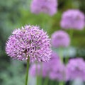 Alium Giganteum Royalty Free Stock Photo