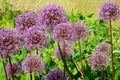 Alium Giganteum flower heads.