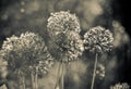 Alium Gigantium Flower Head with dandelion flower structure. macro. soft focus. Black and white photo