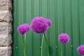 Alium Gigantium flowers similar to the structure of a dandelion flower on a background of green metal fence. Bright colorful