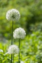 Alium onion flower Royalty Free Stock Photo