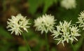 Alium ursinum