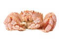 Alive Alaskan king crab Royalty Free Stock Photo