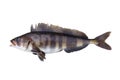 Alive Atka mackerel Pleurogrammus monopterygius, Kitano-hokke fish isolated on white background. Alive fresh raw delicious fish.