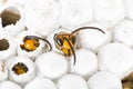 Alive baby asian hornet in nest honeycombed macro in white background Royalty Free Stock Photo