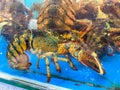 Alive big lobsters in the tank at seafood market Royalty Free Stock Photo