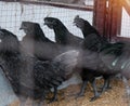 Alive black chickens in henhouse