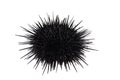 Alive black sea urchin Strongylocentrotus nudus isolated on white background closeup Royalty Free Stock Photo