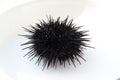 Alive black sea urchin Strongylocentrotus nudus on white background closeup