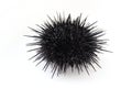 Alive black sea urchin Strongylocentrotus nudus on white background closeup