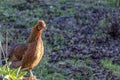 Alive brown chicken with green background, hen live in free range poultry farm Royalty Free Stock Photo