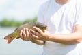 Alive carp fish in fisherman hands outdoors. Fishing and hobby concept