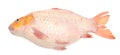 Carp Fish Isolated On White Background