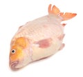 Carp fish Isolated on white background Royalty Free Stock Photo