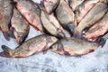 Alive carp for sale