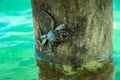 Alive crab on tree over ocean