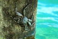 Alive crab on tree over ocean