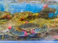 Alive crab in water tank for sale at seafood supermarket